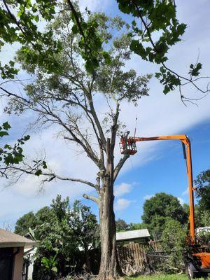 Big tree removals.