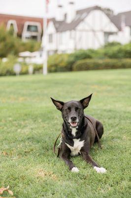 Ashley’s Paw Adventures