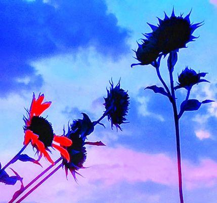 "Silowet of Sunflowers in Blue, Orange, and Purple"
Digital Manipulation on Canvas
Sized to your choice