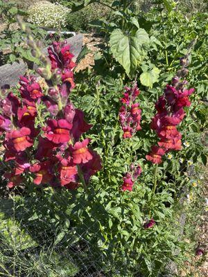 UC Gill Tract Community Farm