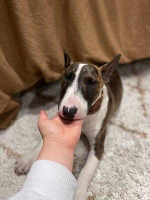 Freckles and Friends Pet Clinic