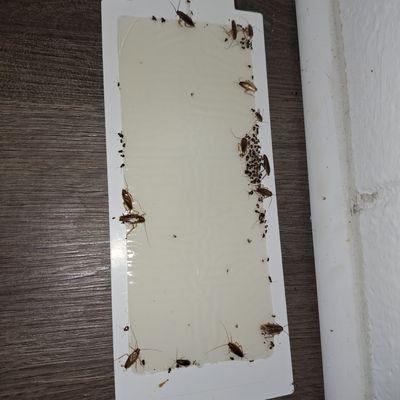 Campus Walk Apartments