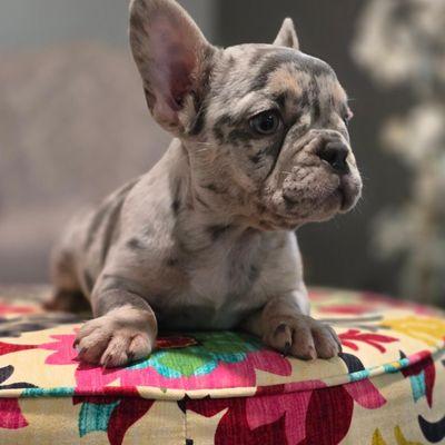 French Bulldog