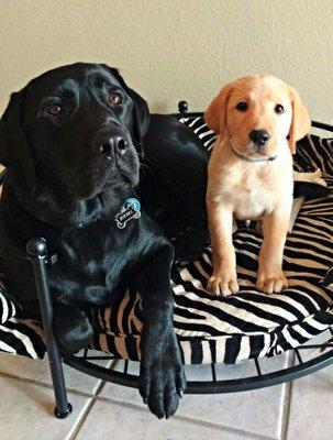 We love all our guests no matter how old or young they may be! ~Diesel and Tank