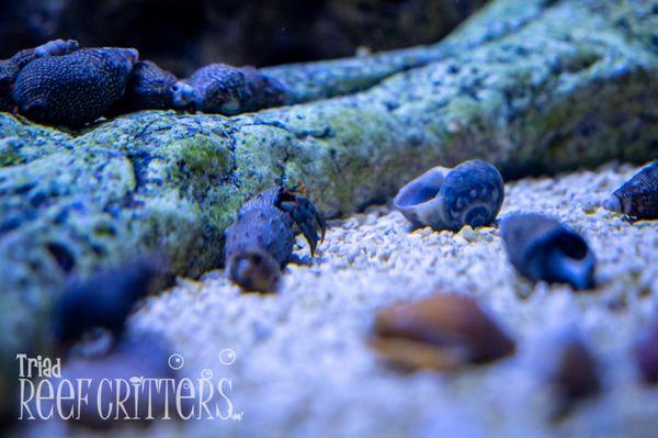 Triad Reef Critters