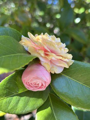 Camellia