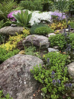 Prolific Sedum and Phlox varieties in the rock garden