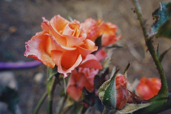 MJ’s Care & Cleaning Services