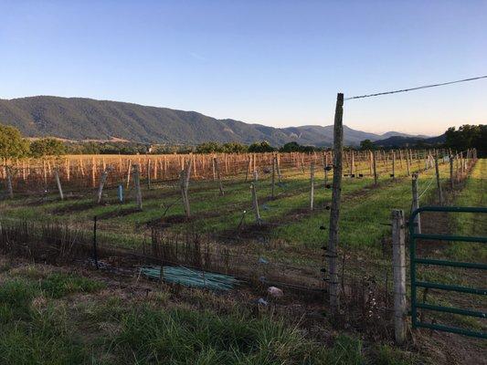 Our vineyard and view of the South Branch Valley