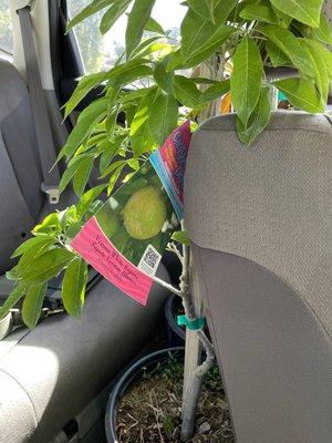 Queen Creek Tropicals Plant Nursery