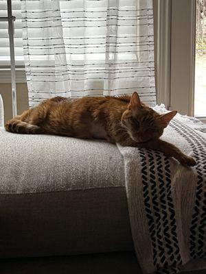 Alamo Feline Health Center