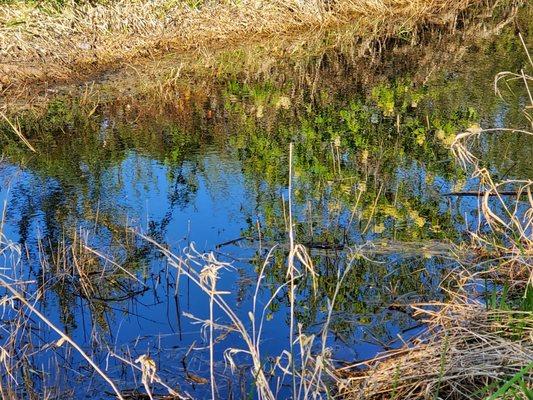 Peaceful Stream for birds to get a drink of water