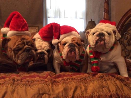 Companion Veterinary Services