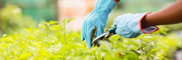 Arizona Landscaping Services