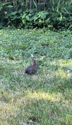 Wolfe Wildlife Refuge
