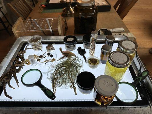 Presidio Field Station