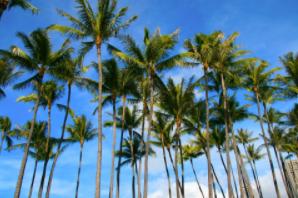 Orlando Landscape Inc and Tree Service