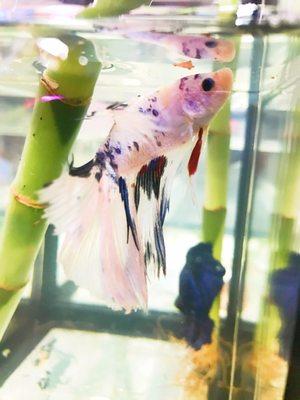 South River Aquarium