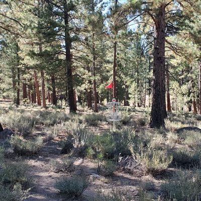 Professional Disc Golf Association