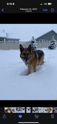Animal Medical Center of Boise