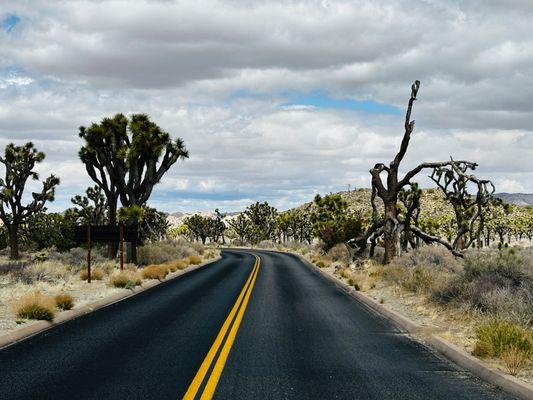 Joshua Tree Tours And Experiences