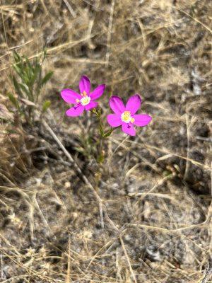 Gonzalez Canyon Open Space