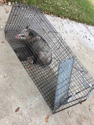 Alpha Pest Control Torrance