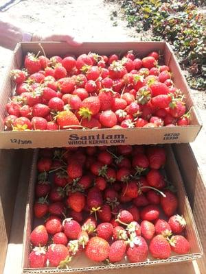 Richardson Family Farm