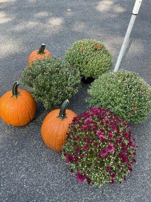 Pumpkins and mums