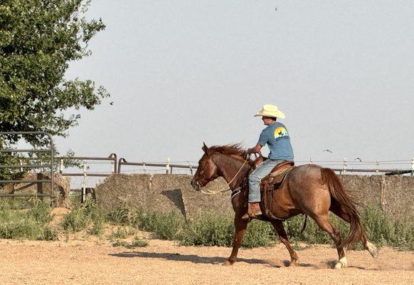 Z cross Riding School Performance Horses