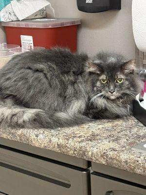 Kindness Animal Hospital