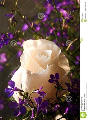 WildFlower's -N- Roses Florist & Gifts