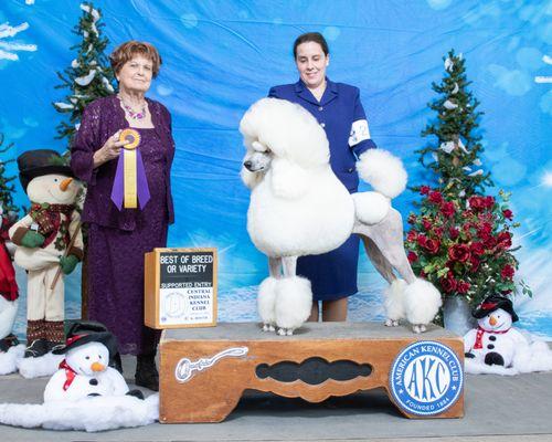 Best in Show Grooming