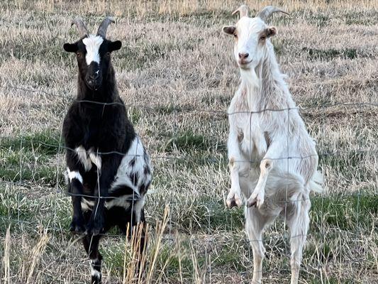 Phoenix who has procedure done is the black and white one, his brother Oatmeal is next to him!