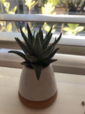 One of my plants from Trellis