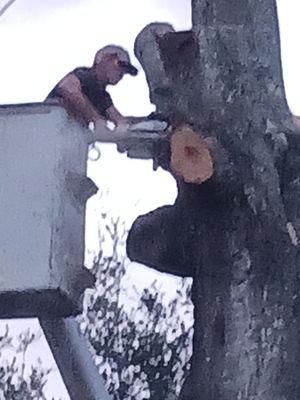 Chris Harrison's Complete Tree Service