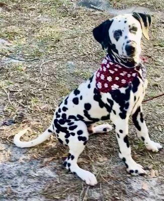 JJ’s House Call Grooming & Holistic Care