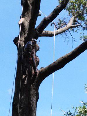 T. Hefner's Tree Service