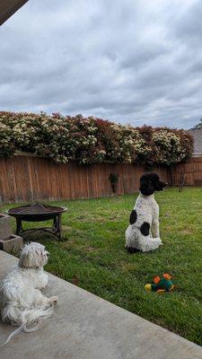 Auntie E's Pet Services