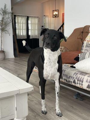 Fur-ever Pet Grooming