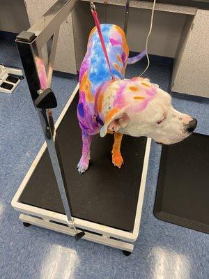 Southern California Regional Occupational Center