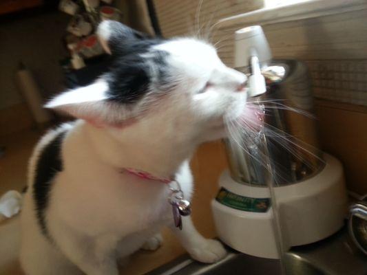 STAR  I get very thirsty after my grooming by WANDA!