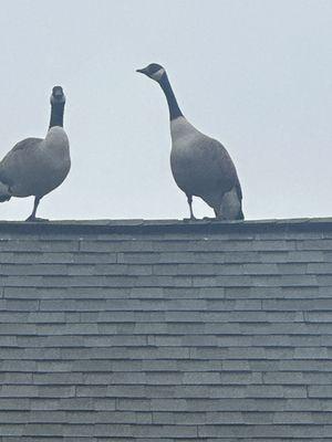 W.T. Woodson High School