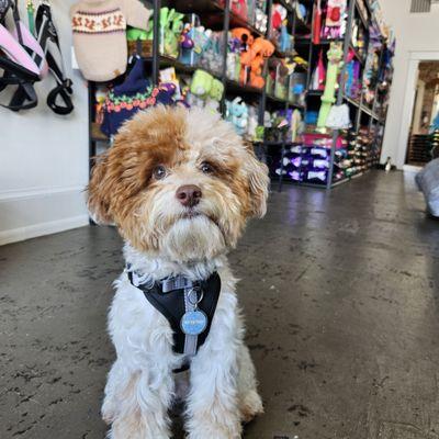 Printz ready for a new treat!