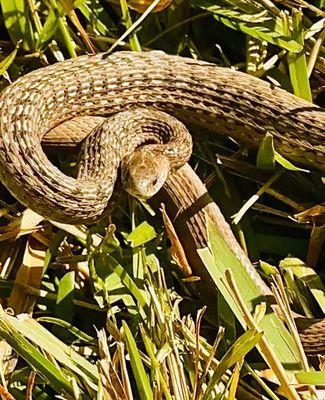 Ssslithering through Sunday morning.