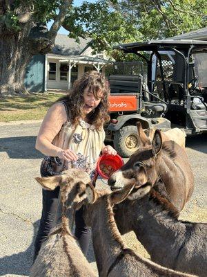 Donkeytown Turner Farms