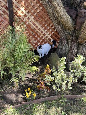 Vigorous Landscaping