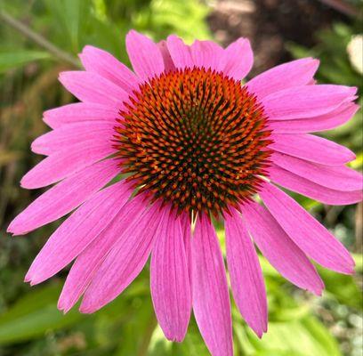 Angelo’s Landscape