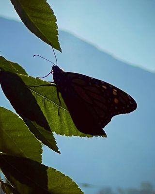 Beautiful migrating Monarch Butterfly in silhouette this morning above the stairs!
