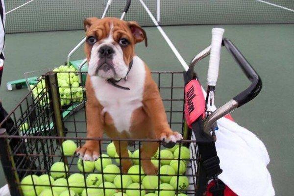 Norton's Ark Mobile Vet Clinic